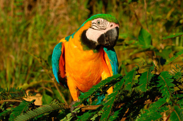 Blue and yellow macaw, Juruena National Park, Brazil © Zig Koch / WWF