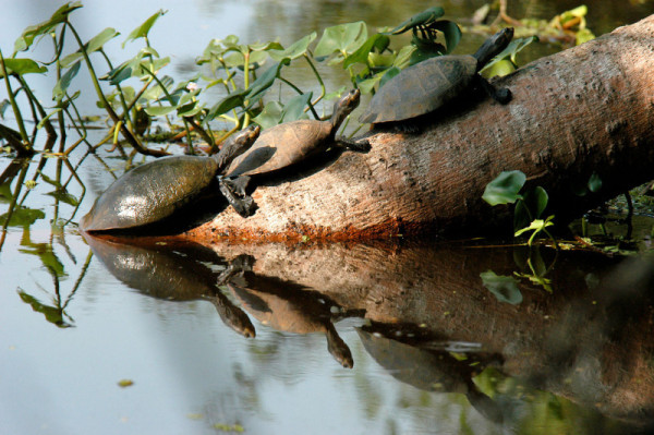 River turtles (Podocnemis unifilis) sunbathing on San Martín River, Bolivia. © Gustavo Ybarra / WWF-Canon