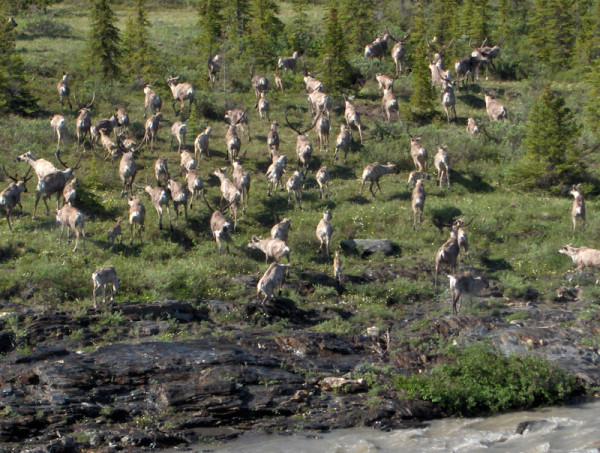Barren-ground Caribou (Rangifer tarandus) from the Porcupine Caribou Herd reaach the shore after crossing the Firth River, Ivvavik National Park, Yukon, Canada. © Monte HUMMEL / WWF-Canada
