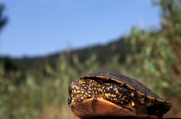European pond turtle (Emys orbicularis); Greece © Michel Gunther / WWF-Canon