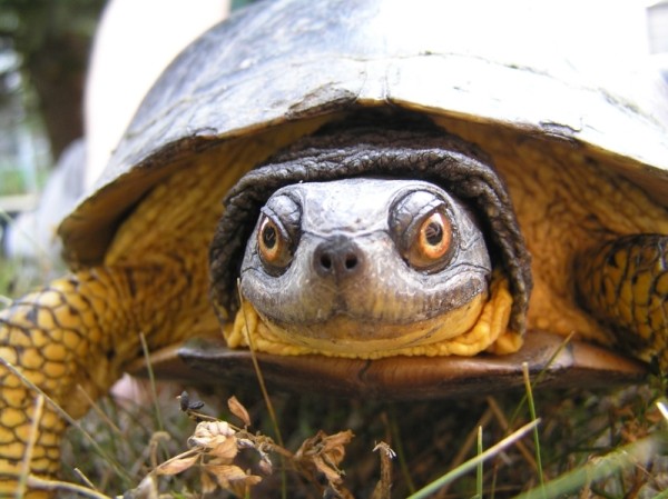 Close up of a Blandings turtle (Emydoidea blandingii), in the Rouge Valley, Ontario, Canada. © Nicole RICHARDS / WWF-Canada