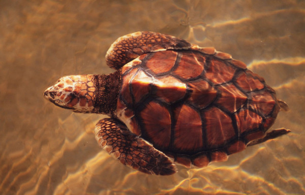 Loggerhead turtle swimming. Bazaruto Marine National Park, Mozambique © Meg Gawler / WWF-Canon