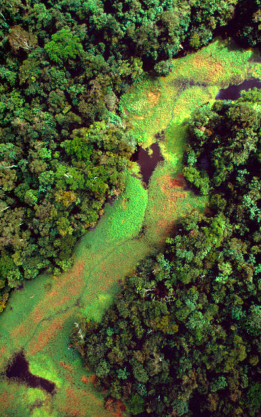 Rio Negro Forest Reserve, Amazonas, Brazil