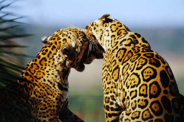Jaguar (Panthera onca); Brazil