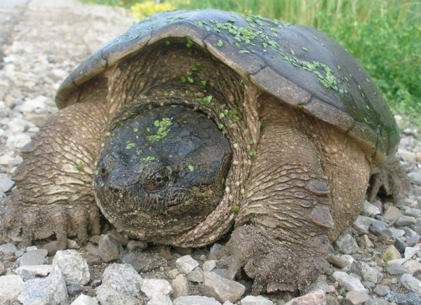 Snapping turtle, Ontario. © Kurt Reinhardt