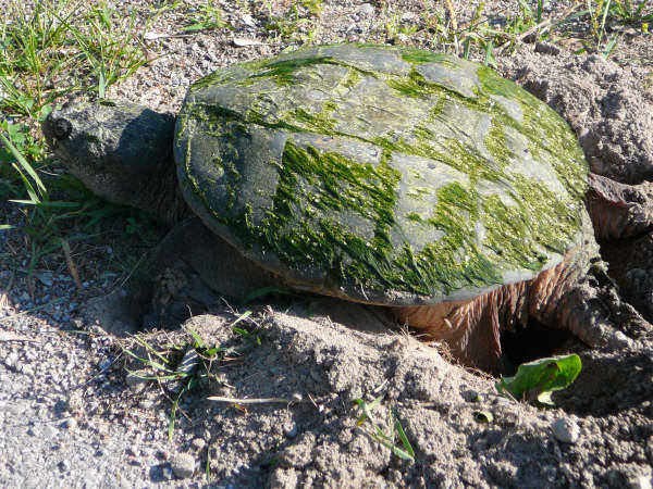 Snapping turtle. © Maureen Lilley 