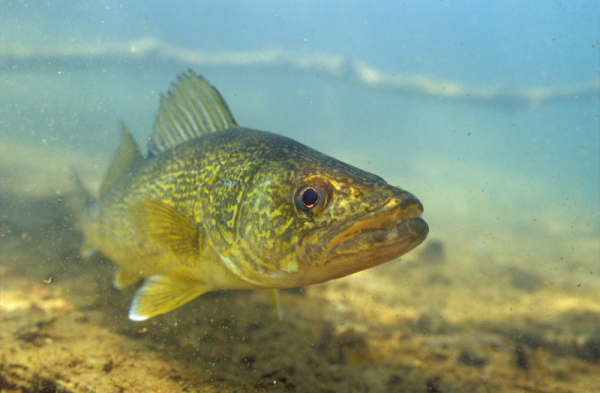 Walleye are one of many fish species that inhabit the Saint Maurice River’s waters.  © Eric Engbretson Underwater Photography/WWF-Canada