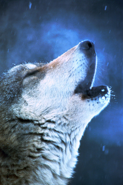 Close-up of a howling Timber or Grey wolf (Canis lupus), Alberta, Canada © Wilf SCHURIG / WWF-Canada