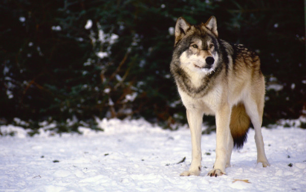 A Grey Wolf (Canis lupus),  in the snow, Thunder Bay, Ontario, Canada © Frank PARHIZGAR / WWF-Canada