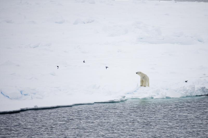 Polar bear (Ursus maritimus) in the snow, 80 degrees north. © WWF-Canon / Sindre Kinnerød