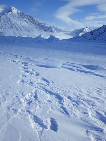 Polar bear tracks. © Vicki Sahanatien / WWF-Canada