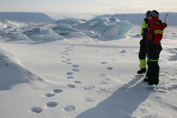 WWF and Norwegian Polar Institute staff at polar bear tracks. Svalbard, Norway, April 2014. © Tom Arnbom / WWF-Canon