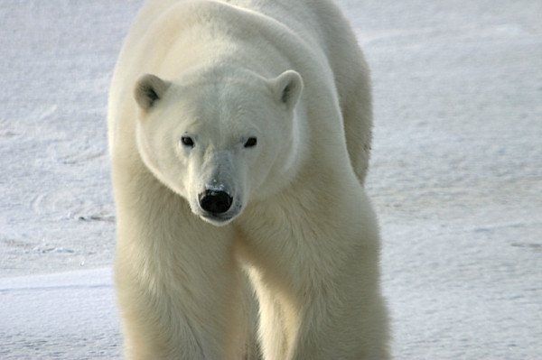 Polar bear (Ursus maritimus), Churchill, Manitoba, Canada. © Marie-Chantal MARCHAND / WWF-Canada