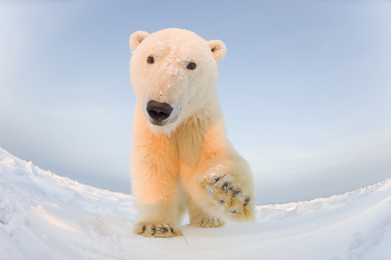 Polar bear (Ursus maritimus) curious young male on the newly frozen pack ice, Beaufort Sea © naturepl.com / Steven Kazlowski / WWF-Canon