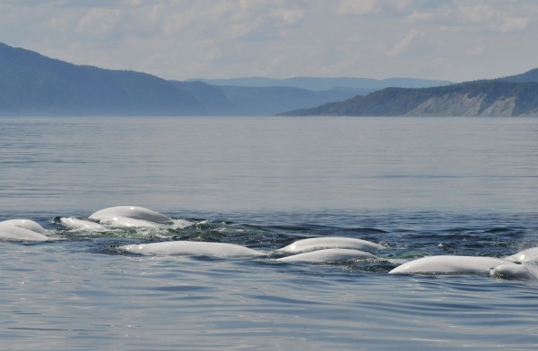 Beluga whales, Saint Lawrence River © GREMM
