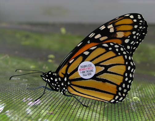 Tagged monarch © Monarch Watch
