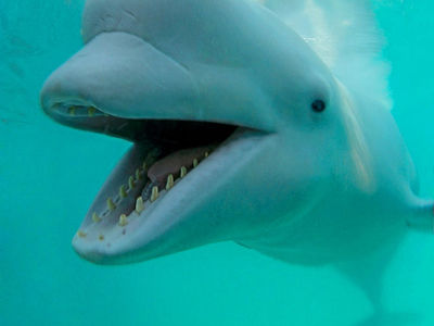 Beluga whale in the White Sea © Andrey Nekrasov / WWF-Canon