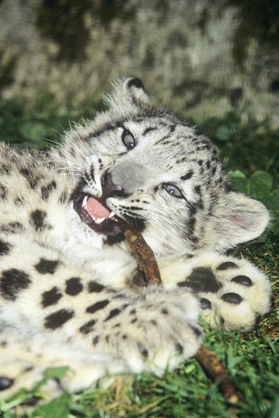 Young female snow leopard (Panthera uncia) © David Lawson/WWF-UK 