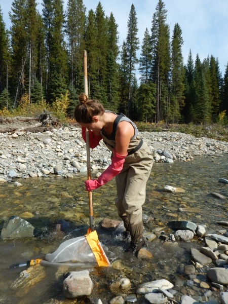 © Living Lakes Canada – Searching for benthic invertebrates using the CABIN protocol in the Flathead Valley. The presence or absence of certain species living in the river help to paint a picture of water health. 