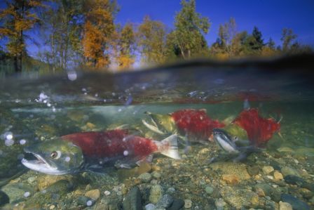 Sockeye Salmon depending on healthy river flow in the Adams River, BC © Paul Nicklen / National Geographic Stock / WWF-Canada