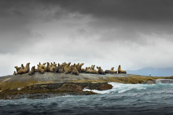 Sea lions, (Otariidae sp) after hauling out on the rocks at Garcin Rocks, Gwaii Haanas in the Great Bear Rainforest, British Columbia, Canada © Andrew S. Wright  / WWF-Canada