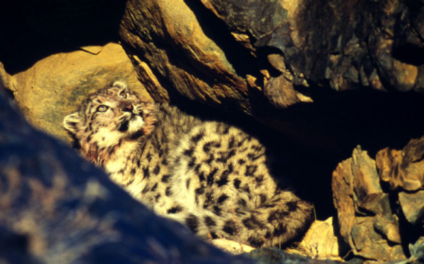 Uncia uncia Snow Leopard Between rocks, Altai Mountains, © Fritz Pölking / WWF