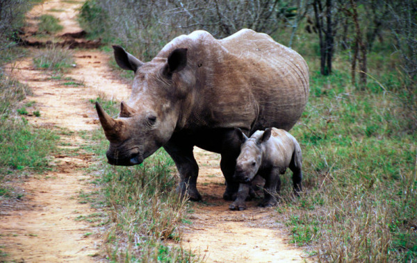 White rhinoceros (Ceratotherium simum); Mkhaya Nature Reserve, Swaziland © John E. Newby / WWF-Canon