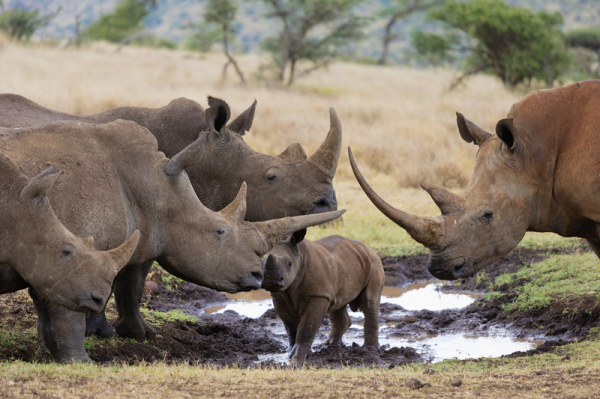 Group of White Rhinoceros (Ceratotherium simum) at a waterhole; Kenya © Martin Harvey / WWF-Canon