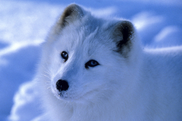 Arctic fox (Alopex lagopus) standing in a snow-covered landscape. Canada © Howard Buffett / WWF-US 
