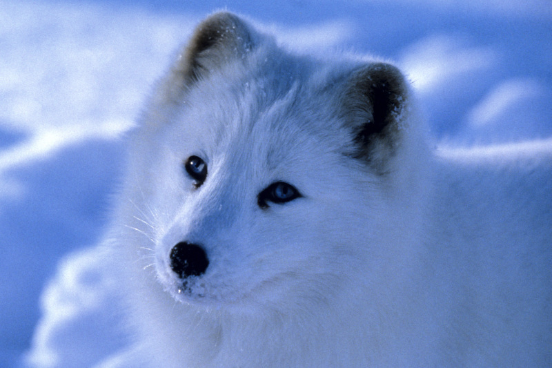 Meet Our Species Of The Month The Arctic Fox Wwfca