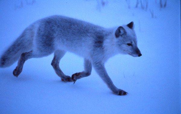 Arctic Fox (Alopex lagopus) Churchill, Canada, François Pierrel / WWF-Canon