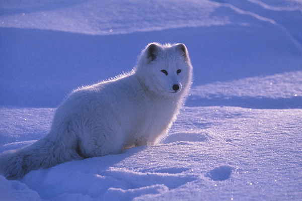 Arctic fox (Alopex lagopus) standing in a snow-covered landscape. Canada © Howard Buffet/WWF-US