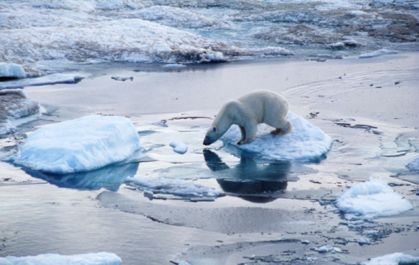 Polar bear (Ursus maritimus); Russian Federation