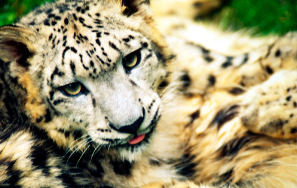 Léopard des neiges (Panthera uncia) né au centre de reproduction des léopards des neiges de Darjeeling, au Bengale-Occidental, en Inde. © Neyret & Benastar / WWF-Canon