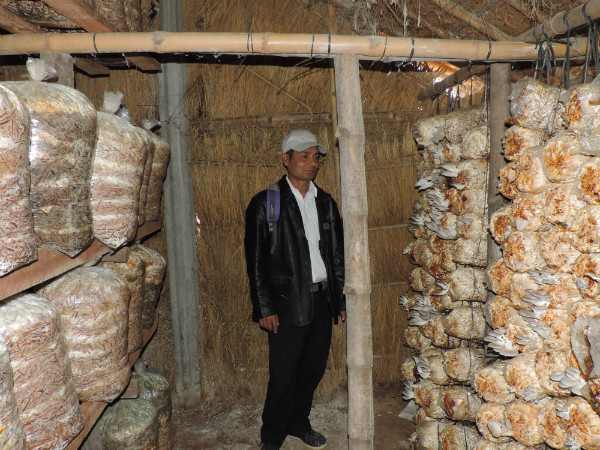Ashook standing with his highly successful mushroom crops © Heather Crochetiere