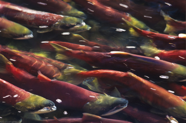 Sockeye salmon, British Columbia, Canada