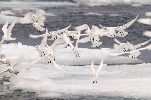 Ivory gulls, Spitsbergen, Norway