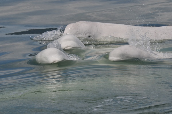 St. Lawrence Belugas