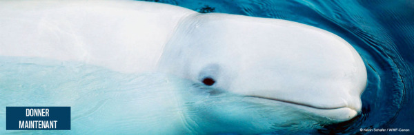 Beluga (Delphinapterus leucas); Arctic Ocean, Arctic
