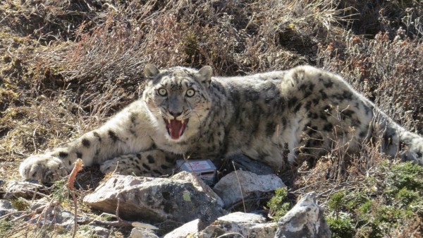 trapping snow leopards