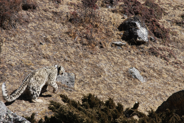 trapping snow leopards