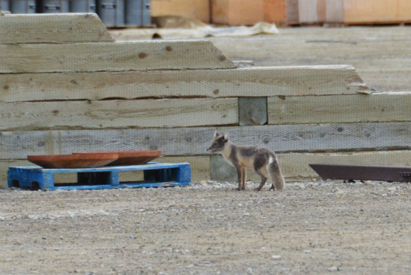 Renard arctique J’ai vu ce petit renard le lendemain de mon arrivée à Resolute, alors que j’attendais que le temps s’éclaircisse pour pouvoir m’envoler vers Grise Fiord. Il tournait autour de la station de recherche, en quête de restants de table. © Jacqueline Nunes / WWF-Canada