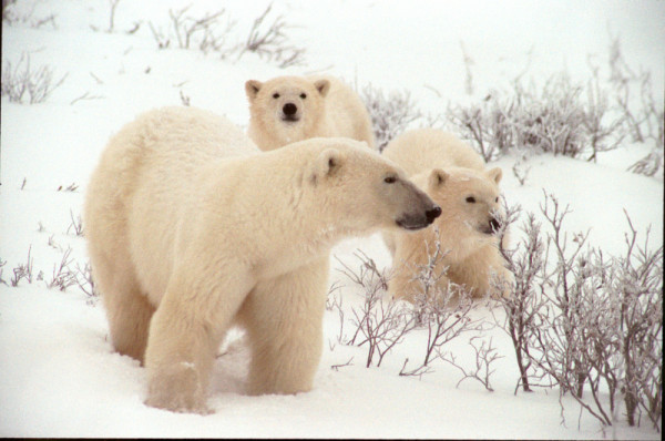 Ourse avec ses deux oursons dans la neige, Churchill, Manitoba. © Frank Parhizgar / WWF-Canada