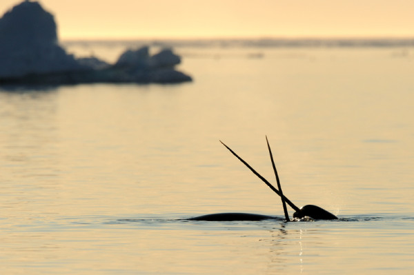 Des narvals croisent leurs « défenses » au-dessus de la surface de l’océan Arctique au large de l’île de Baffin, au Nunavut, Canada. © naturepl.com / Eric Baccega / WWF