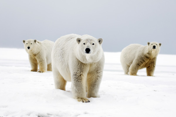 © Steven Kazlowski / naturepl.com/WWF