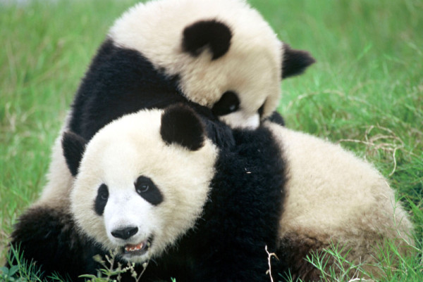 panda survey