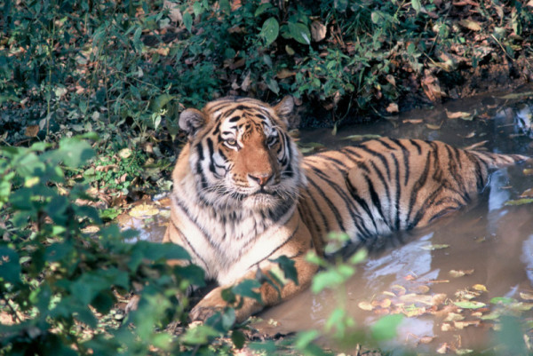 Amur (Siberian) tiger resting in a water puddle in the forest near Khor river. Amur region. Far East. ©Hartmut Jungius/WWF 