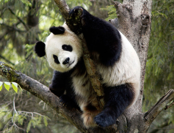 panda survey