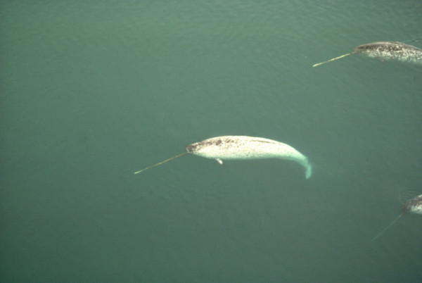 Aerial photo of Narwhals  in Arctic Canada. © Janet FOSTER / WWF-Canada