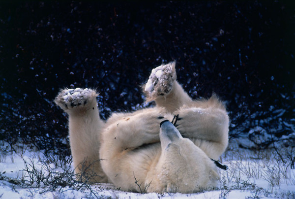  Polar Bear (Ursus maritimus), Churchill, Canada. © Staffan Widstrand / WWF 